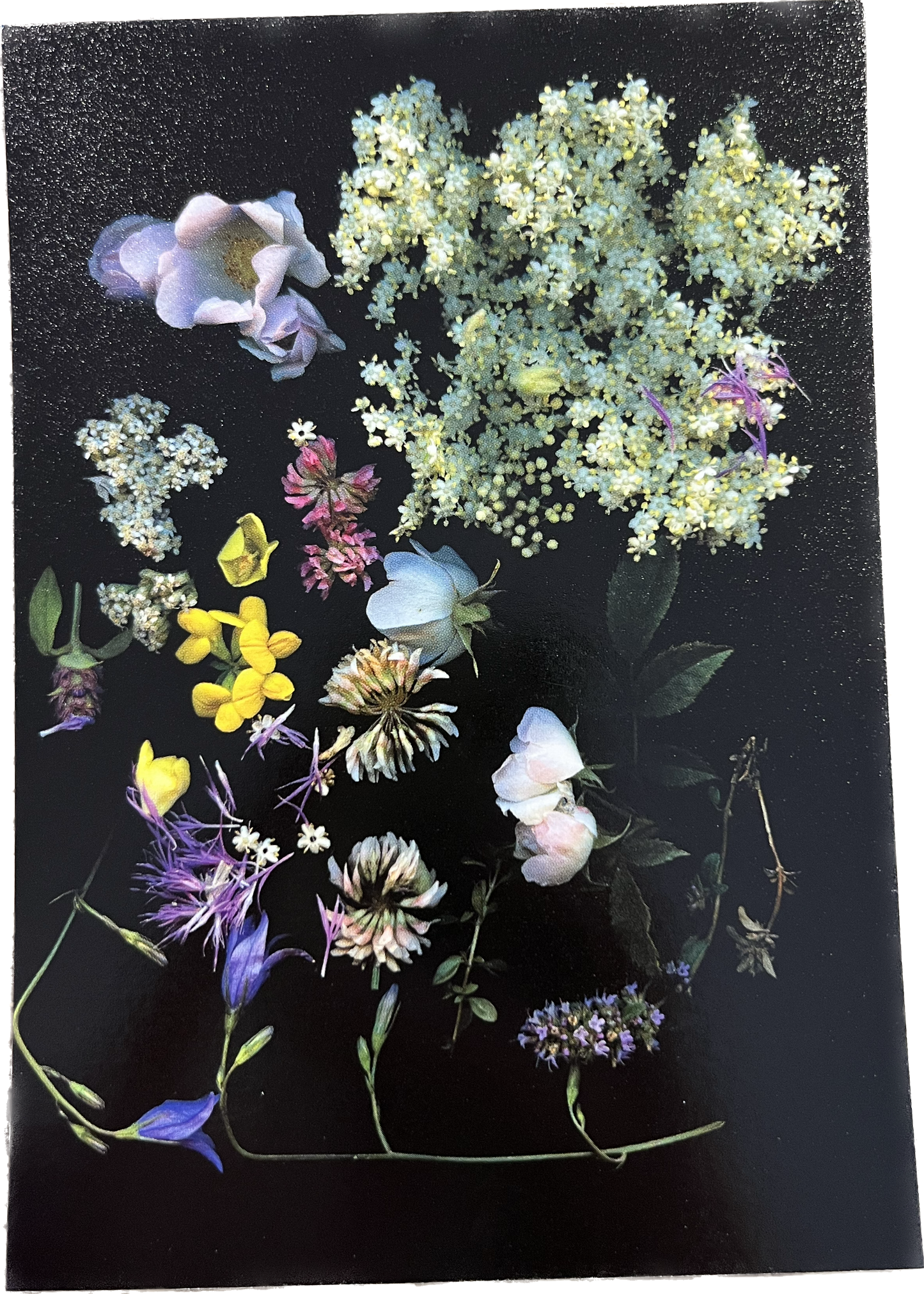 Blumen auf schwarz Postkarte
