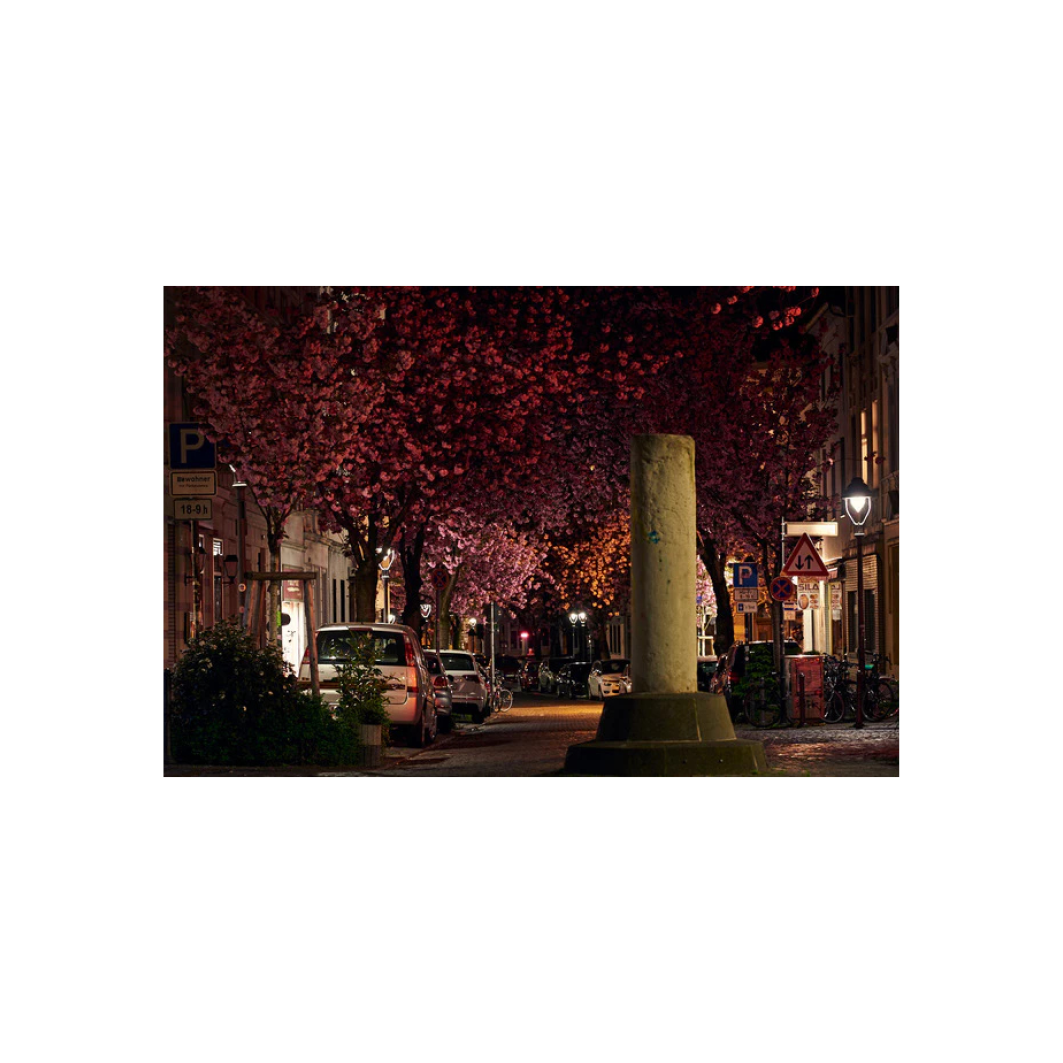 Kirschblüte bei Nacht