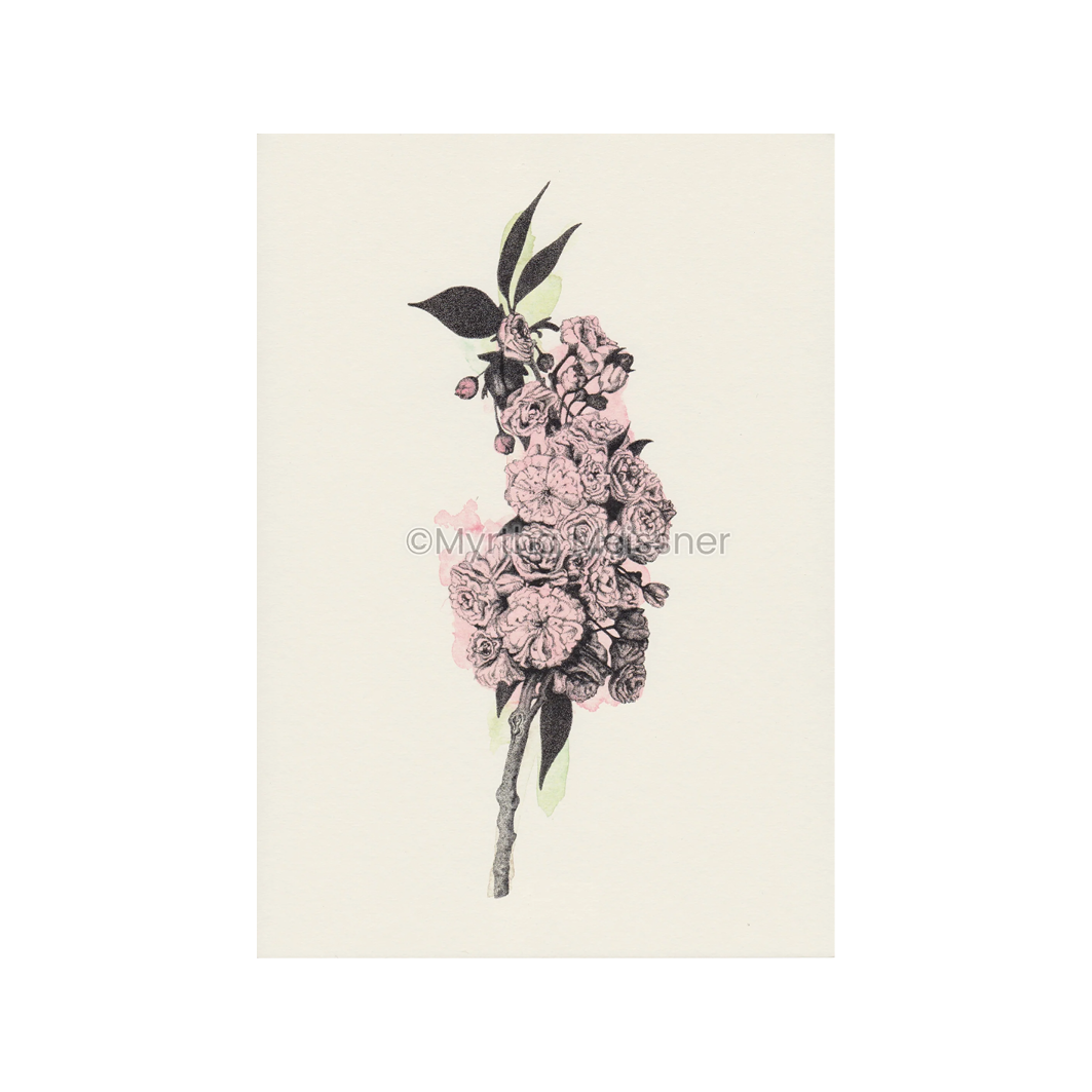 Kirschblüte - Kunstdruck farbe