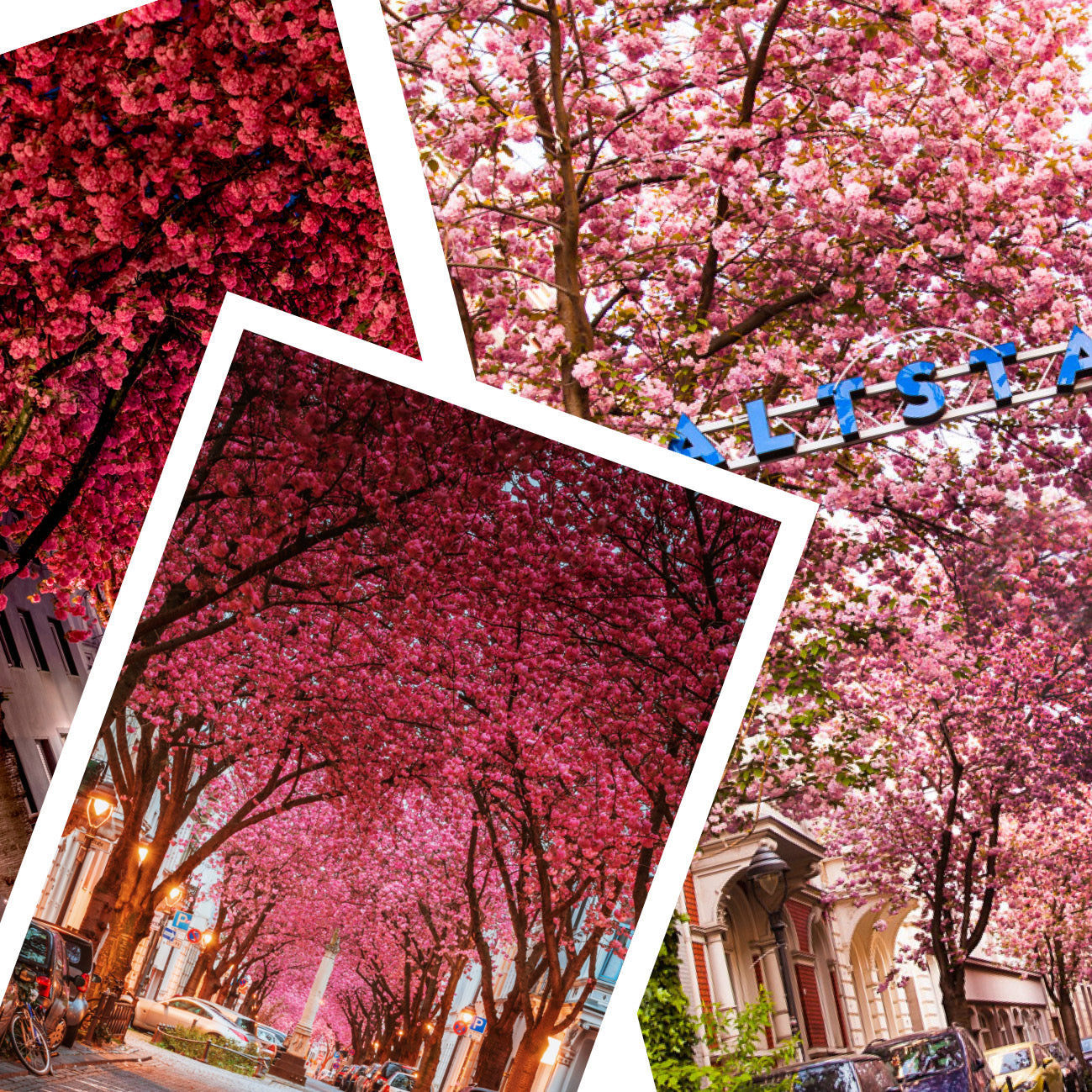 Kirschblüten Souvenir Pop Up