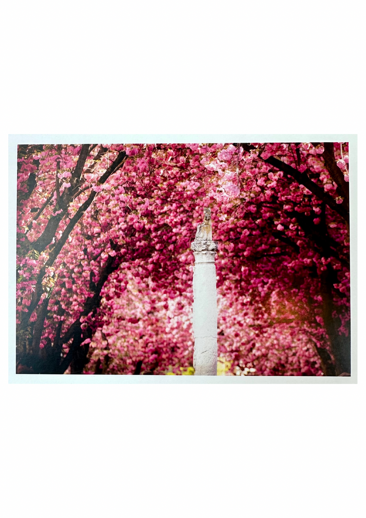 LYL KIBO 05 PK Kirschblüte Bonn