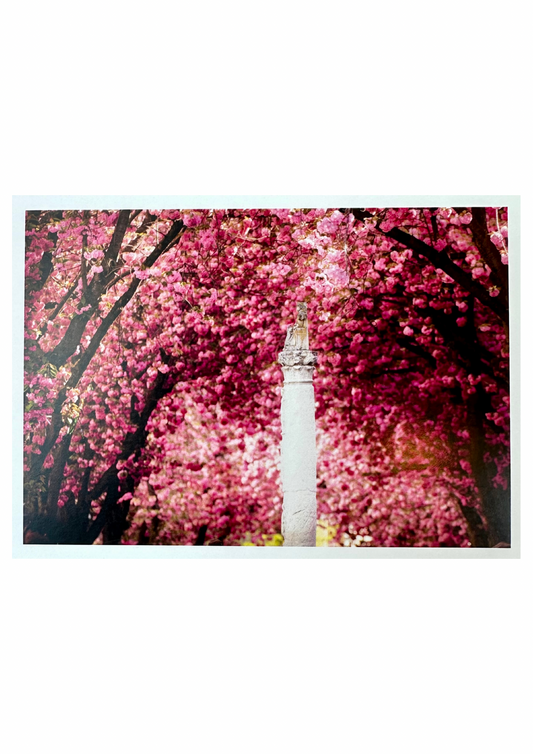 LYL KIBO 05 PK Kirschblüte Bonn