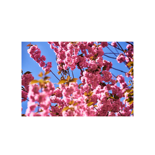 Kirschblüte A4 Fotodruck