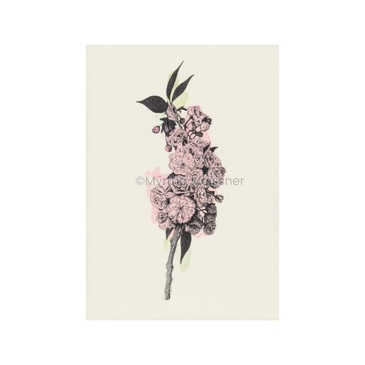 Kirschblüte - Kunstdruck  farbe