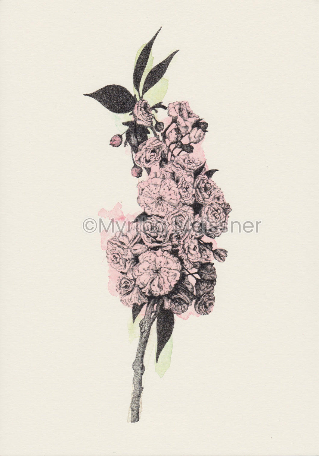 Kirschblüte - Kunstdruck  farbe