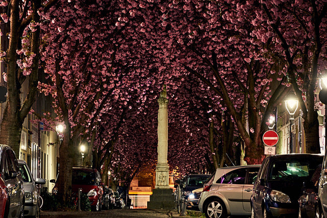 Jupitersäule bei Nacht