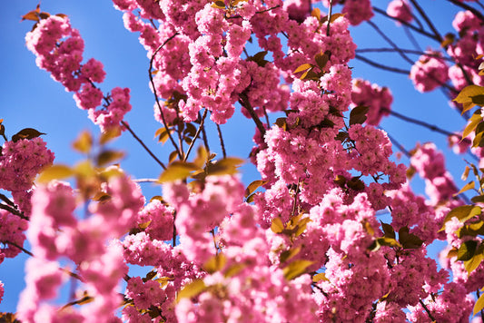 Kirschblüte A4 Fotodruck