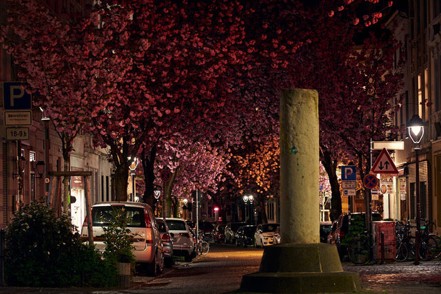 Kirschblüte bei Nacht