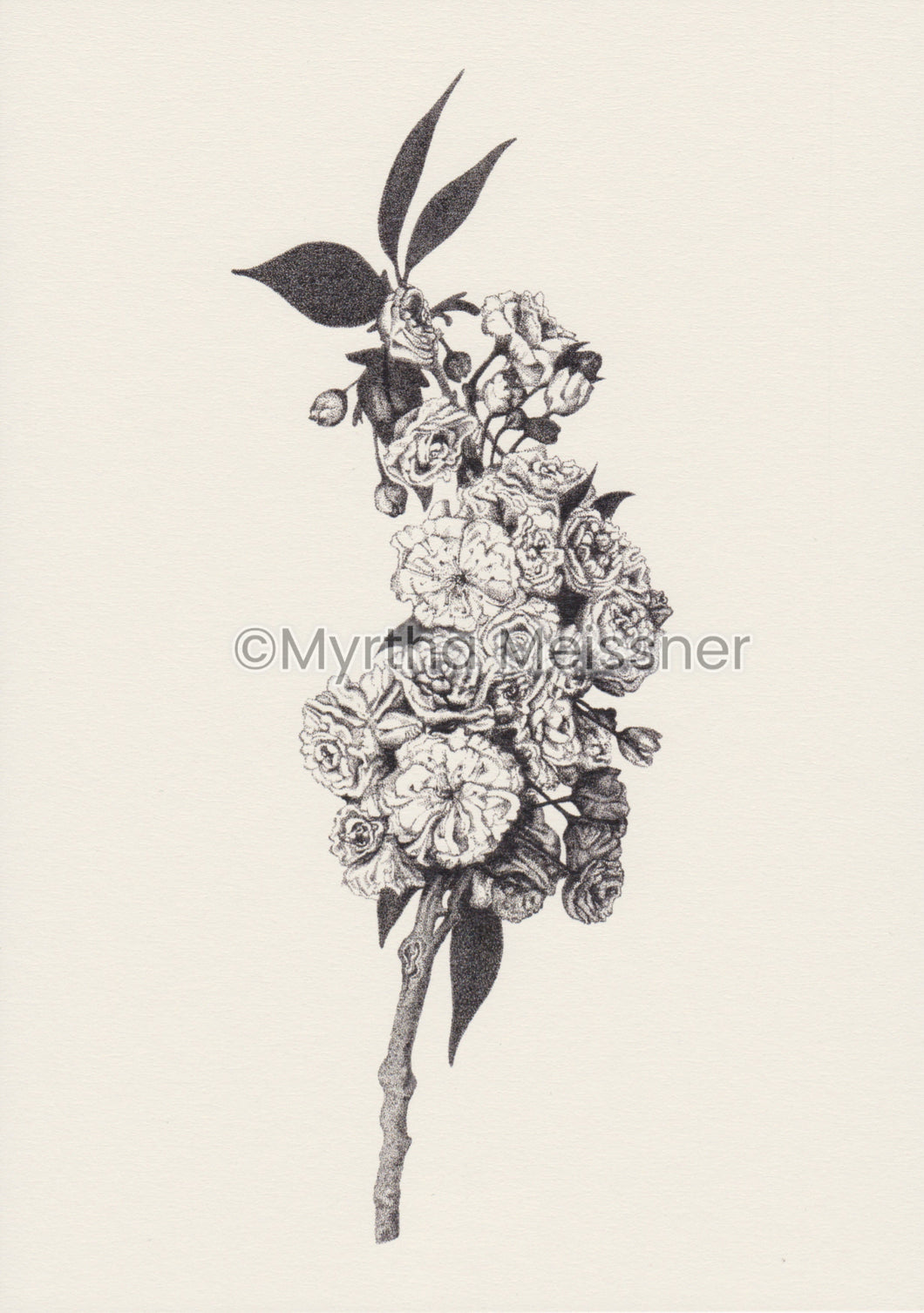 Kirschblüte - Kunstdruck  sw