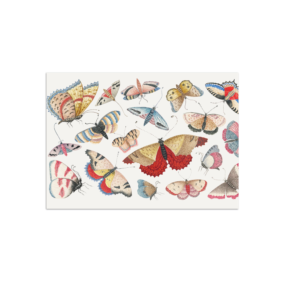 Schmetterling/ Falter Postkarte