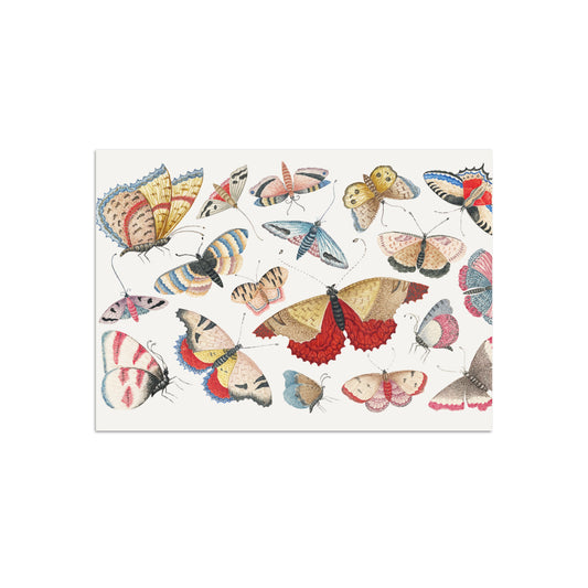 Schmetterling/ Falter Postkarte